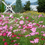 勝沼には旅日記というハーブ園も。入園無料で綺麗な花を存分に鑑賞できる。