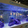 沖縄ブースでは熱帯魚の巨大な水槽が用意された