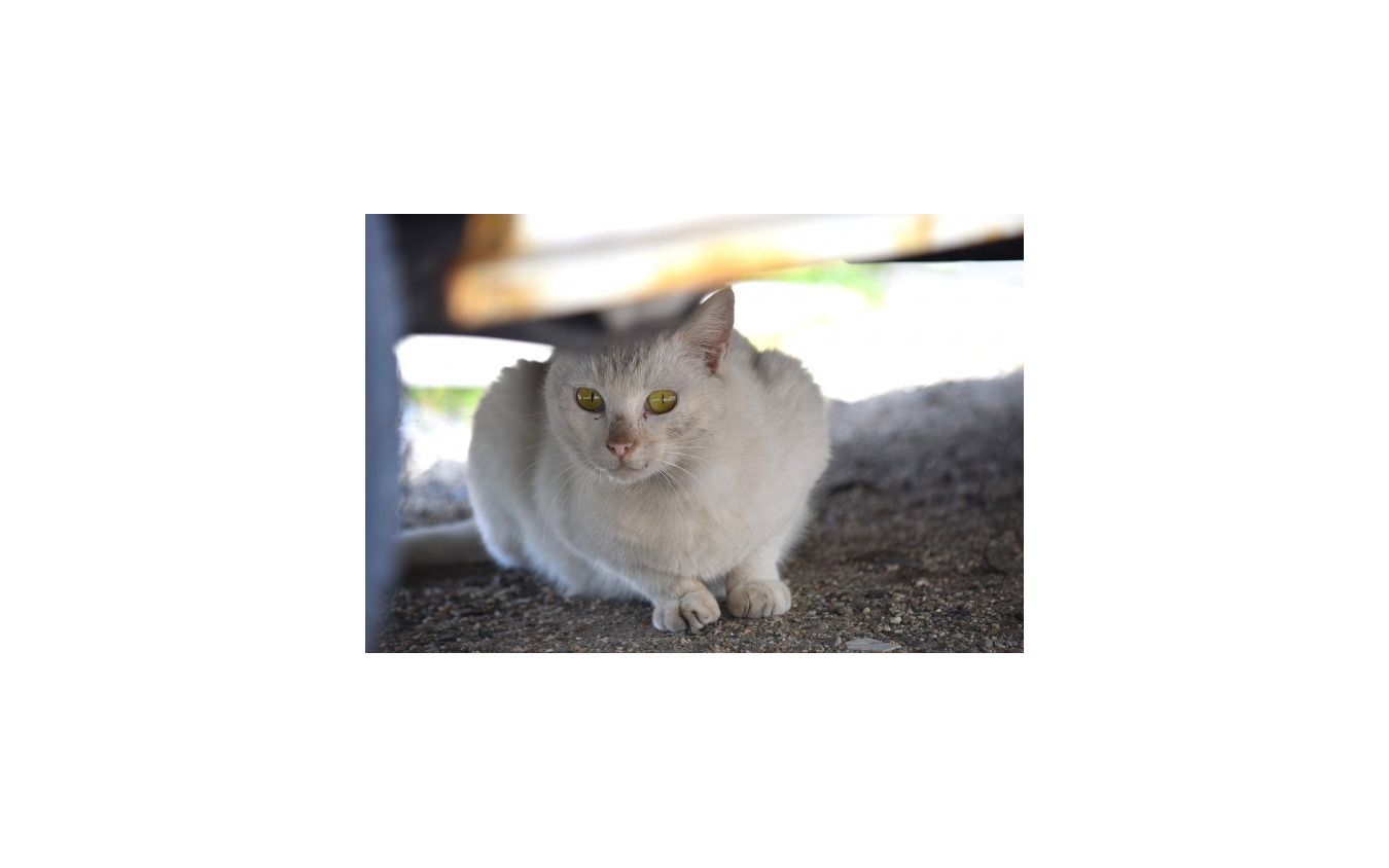 エンジンルームに猫が Jafへの救援依頼 1か月で42件 レスポンス Response Jp エンジンルームに猫が Jafへの救援依頼 1か月で42件 レスポンス Response Jp