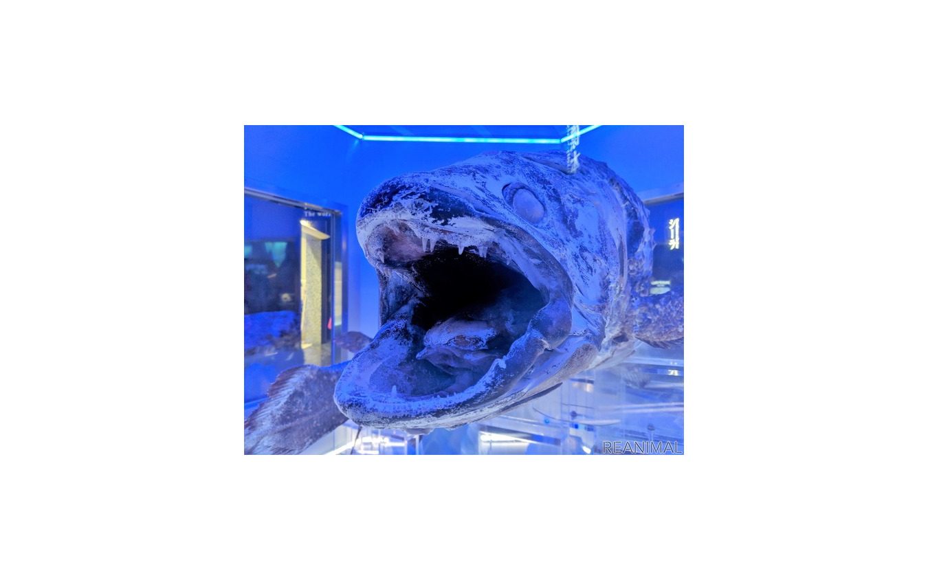旅好きが選ぶ 動物園 水族館ランキング リアニマル レスポンス Response Jp 旅好きが選ぶ 動物園 水族館ランキング リアニマル レスポンス Response Jp