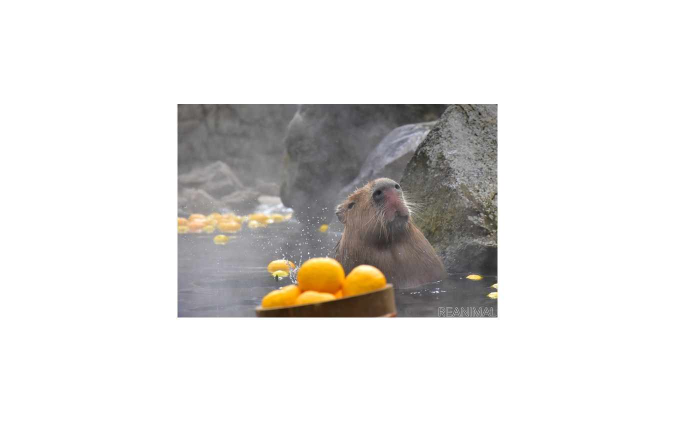 伊豆シャボテン動物公園、「元祖カピバラの露天風呂」のPVを公開