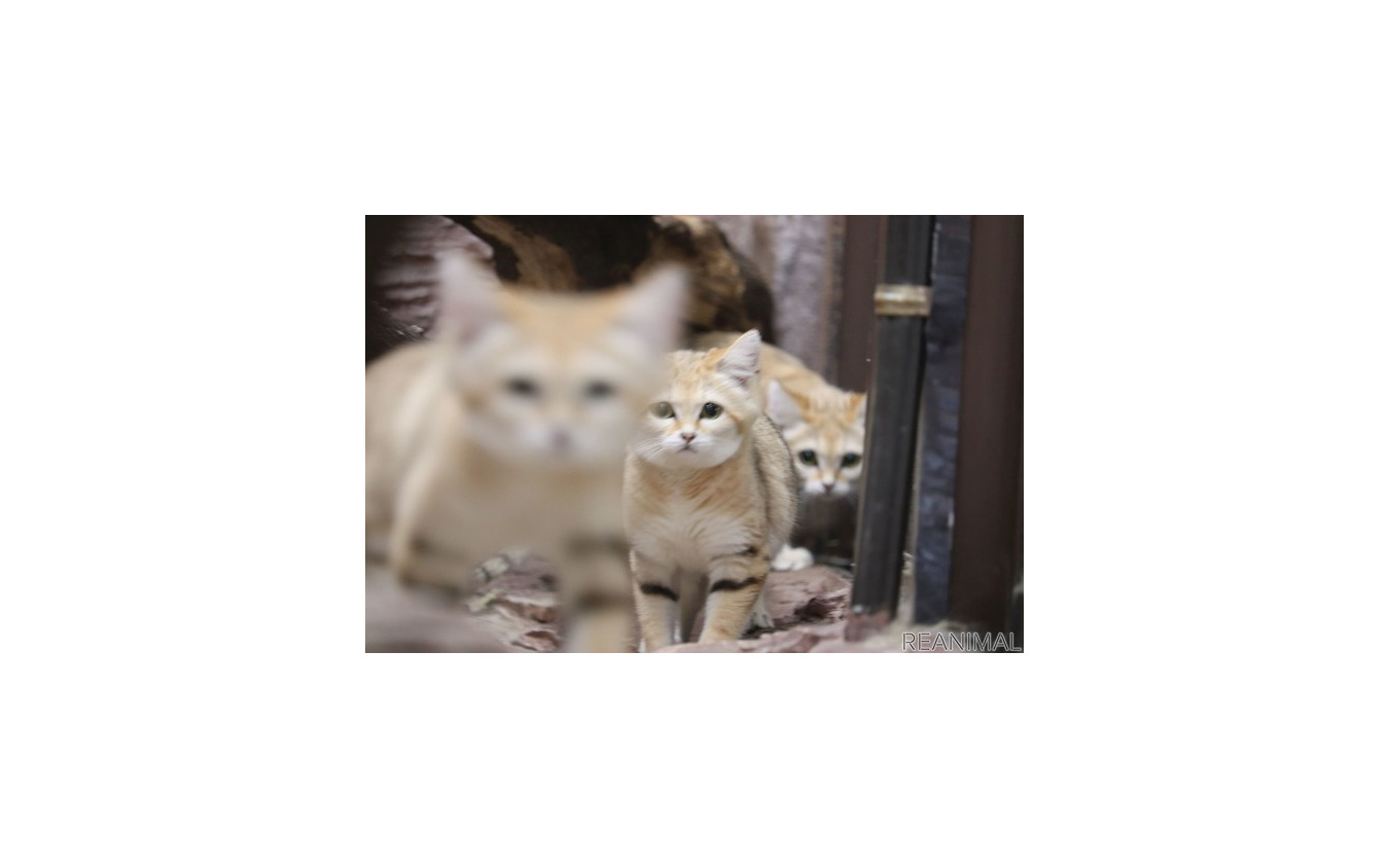 絵本から抜け出したような 小さいスナネコ 那須どうぶつ王国 写真23点 レスポンス Response Jp