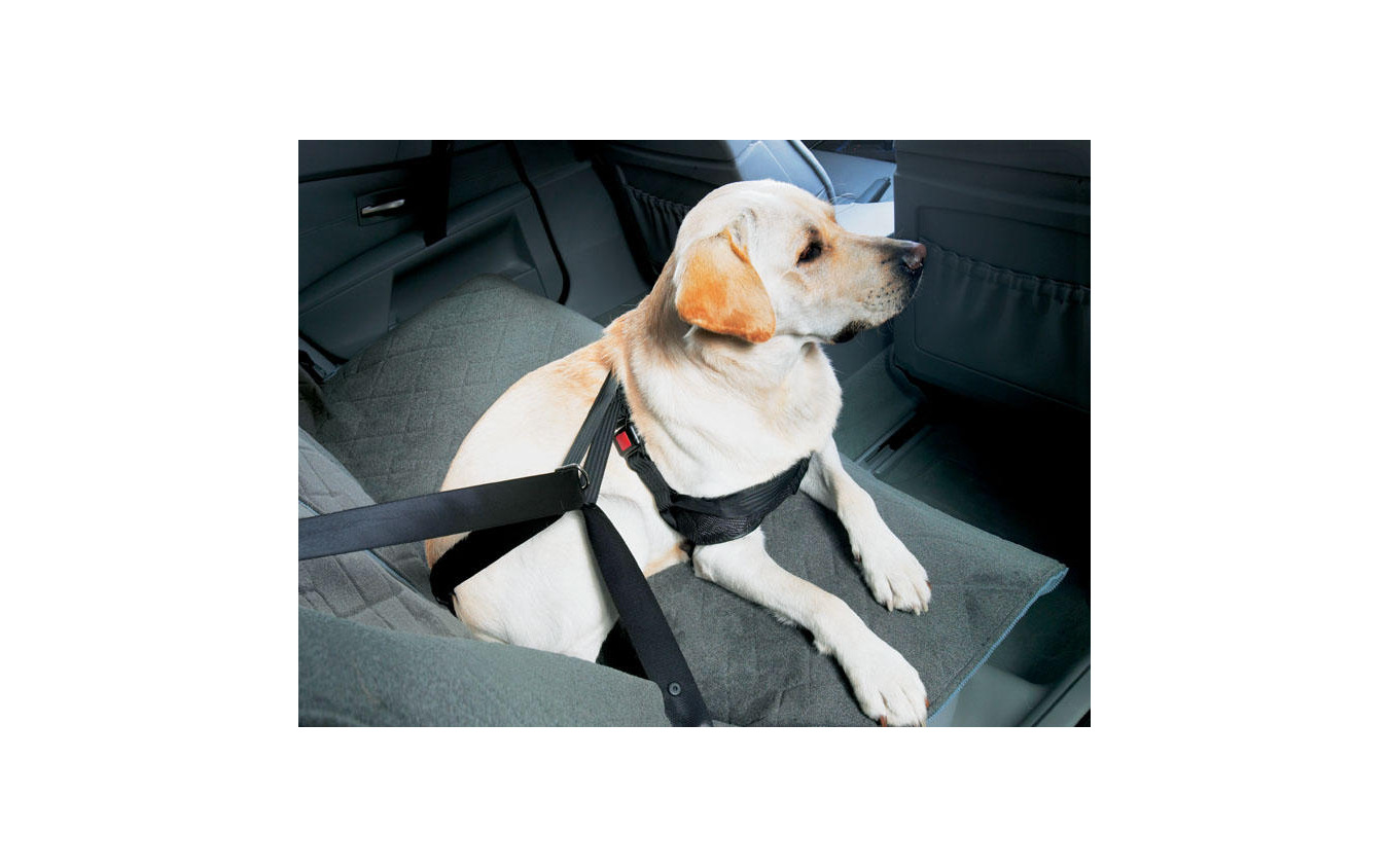 世界初 犬用シートベルトをbmwが発売 レスポンス Response Jp