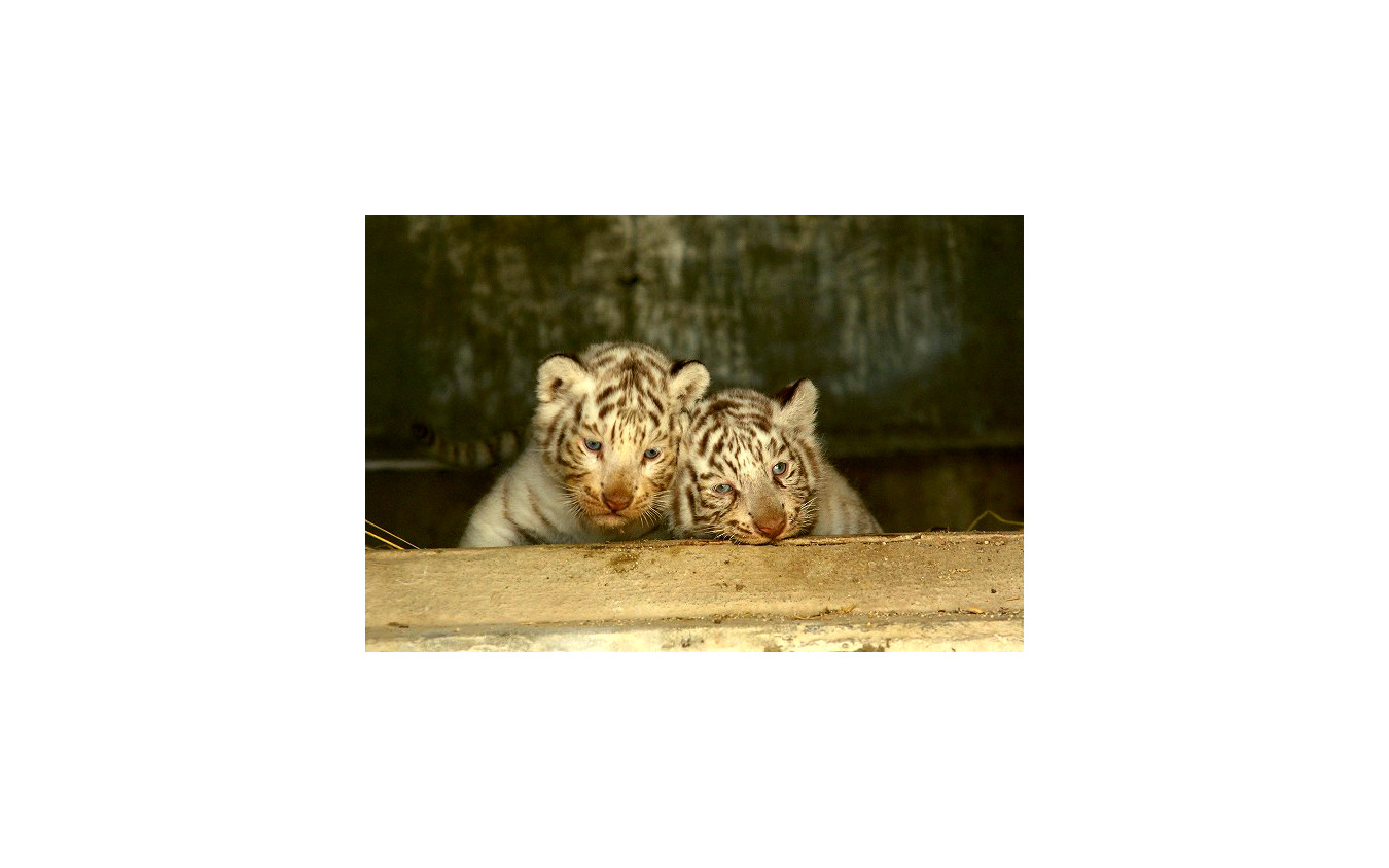 ゴールデンウィーク 東武動物公園 稀少なホワイトタイガーの赤ちゃん公開 レスポンス Response Jp