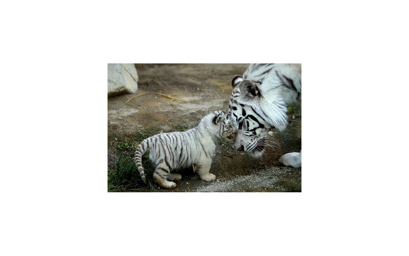 ゴールデンウィーク 東武動物公園 稀少なホワイトタイガーの赤ちゃん公開 1枚目の写真 画像 レスポンス Response Jp