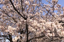 【全国開花予想】お花見スポットを教えてください…アンケート