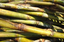 タイのサトウキビ生産量が2年連続減少