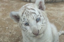 東武動物公園駅の発車案内メロディ、動物園テーマソングのアレンジに変更