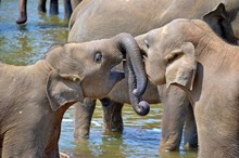 ミャンマーから「ゾウ」の贈り物…2018年、4頭が札幌・円山動物園へ