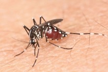 デング熱発生が過去最悪のペース、今年に入り死者は54人…マレーシア