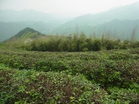 杭州　日本茶の原点を見に行く　（7）　杭州　径山寺と茶