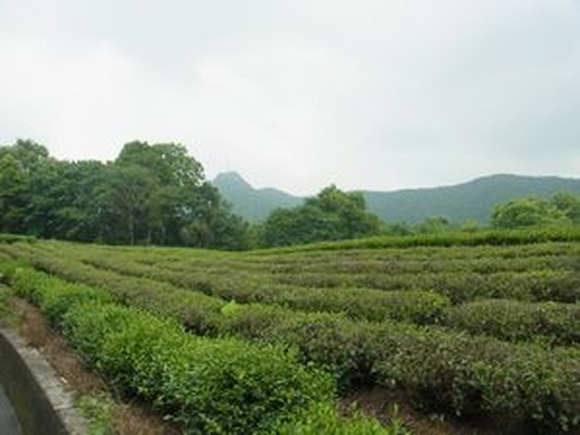 杭州　日本茶の原点を見に行く　（2）　杭州　中天竺へ