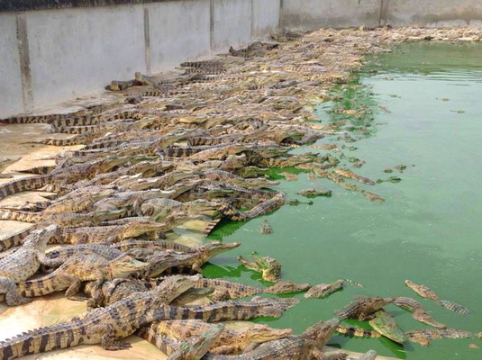 タイの麻薬組織、ワニ養殖場でマネーロンダリングか