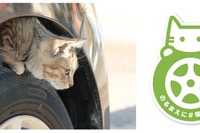 日産「猫バンバン」プロジェクト、特設サイトオープン…乗車前にボンネットを叩く 画像
