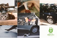 日産、「＃猫バンバン」プロジェクトムービーを公開…事故防止を呼びかけ 画像