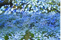 はとバス、春の日帰りツアー全135コースを設定…お花見コース充実 画像