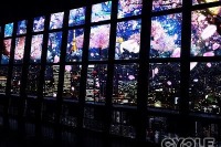 夜景と夜桜に酔いしれる東京タワーのプロジェクションマッピング 画像
