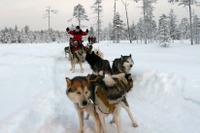 これぞ “人犬一体” ？…北極圏で犬ゾリに乗ってみた［動画］ 画像