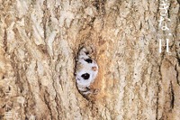 カーブミラーの特性あれこれ、きちんと理解 画像