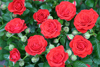 アムラックス春の花まつり…花小鉢プレゼントなど、3月13日から 画像