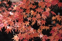 ナビタイム、紅葉特集を公開…色づき具合をリアルタイムに5段階表示 画像