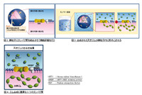 天然ゴム生合成のナゾ---住友ゴムと東北大学が共同研究成果を発表 画像