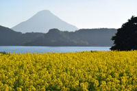 【ドライブコース探訪】“イッシー”の池田湖で、冬の菜の花を楽しむ 画像
