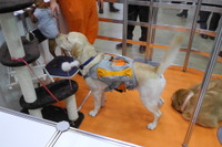 【ウェアラブルEXPO 2017】犬や猫の気持ちがわかるスーツが登場、今春発売へ…アニコール 画像