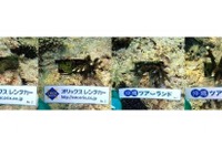 レンタカー利用料金の一部で沖縄の海にサンゴ178本を移植…オリックス自動車など 画像