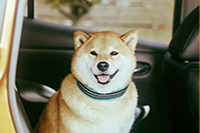 日産 リーフ で旅するプロトラベラー3名が決定…「柴犬まる」も特別参加 画像