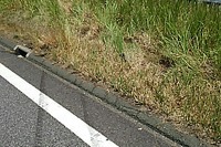 東名高速衝突事故現場の中央分離帯---設計思想は「東名も新東名も変わらない」 画像