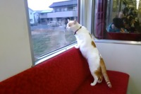 車内で子ネコと戯れる「ネコカフェ列車」養老鉄道が運行 9月10日 画像