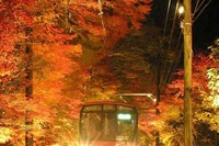 窓外に広がる「夜のモミジ」…叡山電鉄が紅葉ライトアップ 11月3-26日 画像