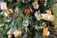 クリスマス 女性の約半数がクリぼっち---直前! 恋事情調査報告 画像