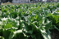 NEXCO中日本、農業事業へ参入　地元企業と共同でレタス・枝豆など栽培へ 画像