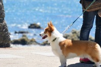 【ワンコとお出かけ】レンタルキャンピングカーで行く湘南、三浦ドライブ 前編 画像