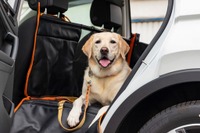 VWペット専用大型フラットベッド発売、愛犬家の意見を参考に開発 画像