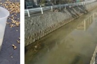 山陽新幹線トンネル補修現場から白く濁った水…魚が浮く現象を確認 画像