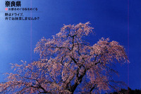 桜も宝の古都を行く 画像