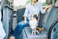 ホンダ、「しっぽフェスタ2019」に愛犬用アクセサリーを展示 11月23-24日 画像