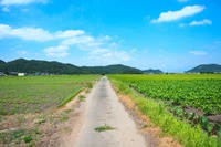 高齢者の移動手段確保するため法改正へ　MaaS事業の規制緩和など 画像