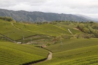 過疎地型MaaSの実証実験 ウィラーが京都府南山城村でアプリを提供 画像