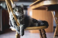 猫の食べ物はここに注意！ あげてよいもの、ダメなもの［リアニマル］ 画像