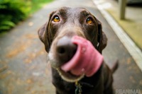犬にあげてもよい果物…栄養や水分が豊富、種やアレルギーには注意して［リアニマル］ 画像
