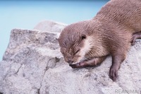 水族館が動画配信、新型コロナウイルス対策で…まとめ［リアニマル］ 画像