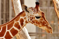 新型コロナ対策で動物園が休園、SNSで配信続ける…まとめ［リアニマル］ 画像