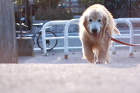 ［リアニマル］老いていく愛犬が教えてくれたこと　前編…10歳で突然の余命宣告！ 画像