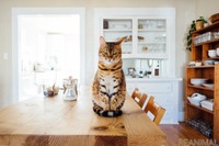 猫にもしつけは必要？ 効果的な方法［リアニマル］ 画像