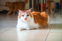 新型コロナウイルスの動物への感染について…現時点でエビデンスはなし、冷静な対応を［リアニマル］ 画像