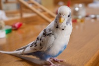 【セキセイインコと暮らす日々】個性は十鳥十色、カイちゃんが覚えた“都合の良い”言葉 画像